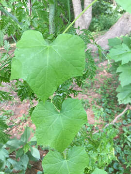 Image of oneseed bur cucumber