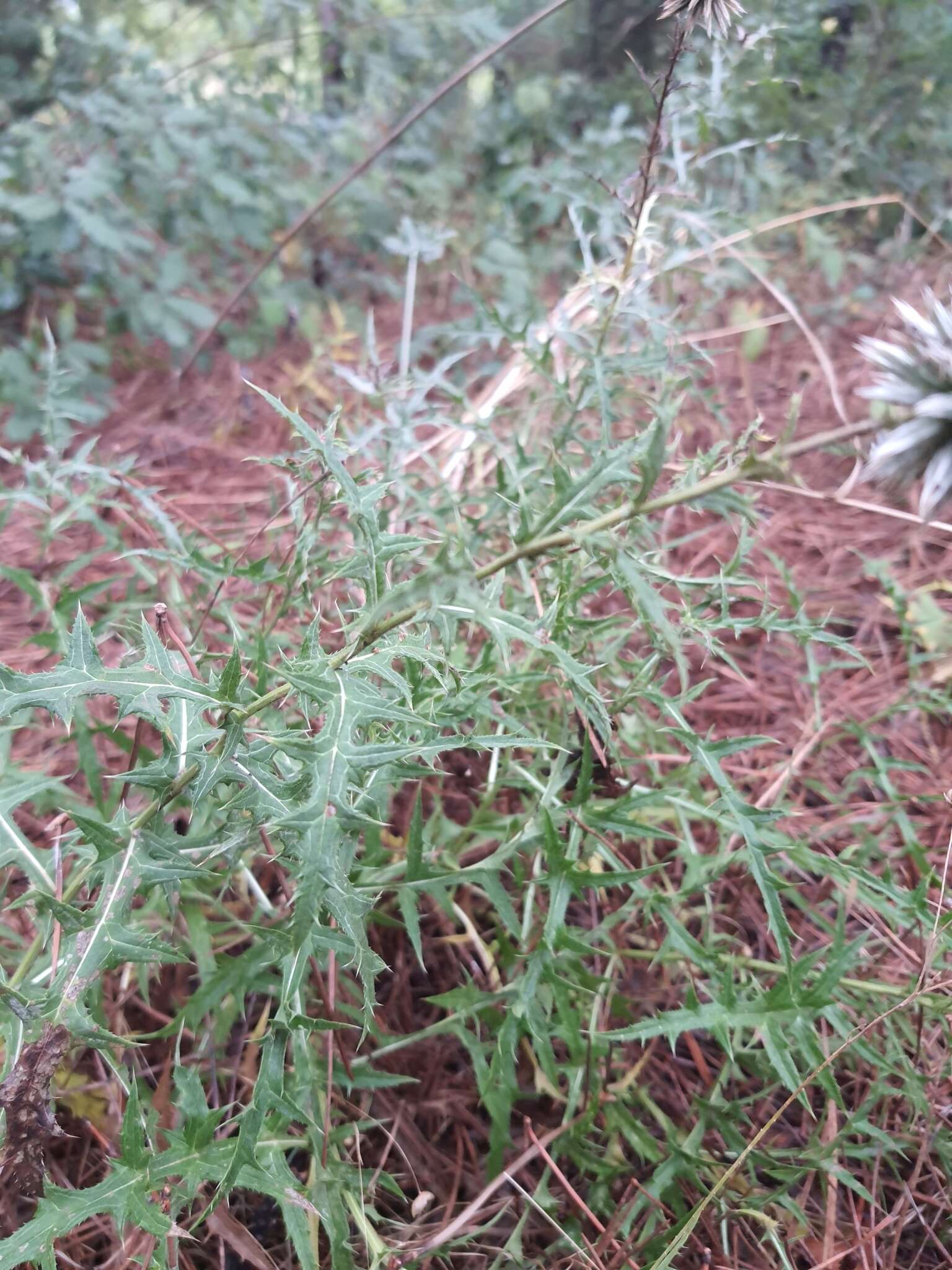 Image of Echinops microcephalus Sibth. & Sm.