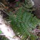 Image of Elegant Kauai Fern