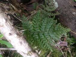 Image of Elegant Kauai Fern