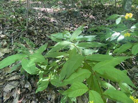 Lysimachia fraseri Duby resmi