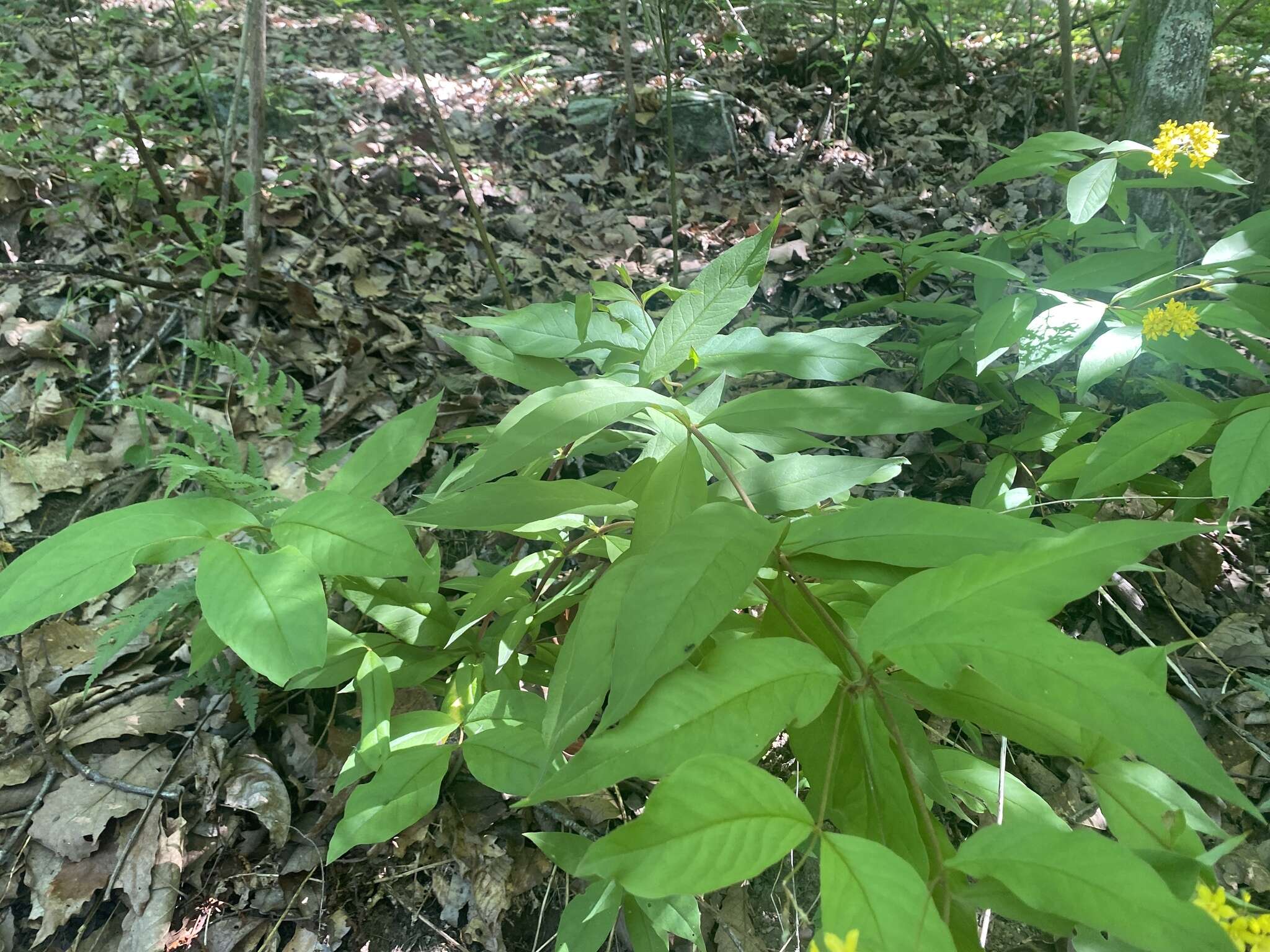 Image of Fraser's yellow loosestrife