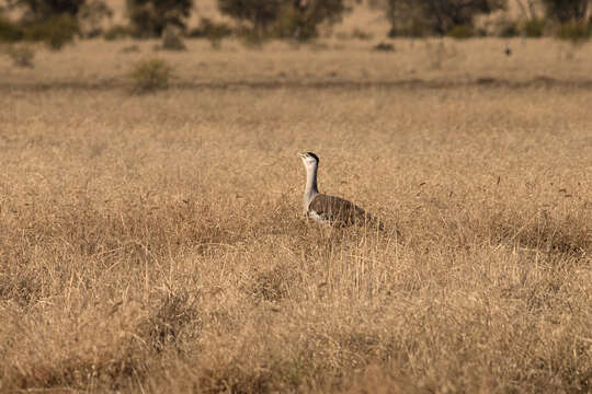 Image of Australian Bustard