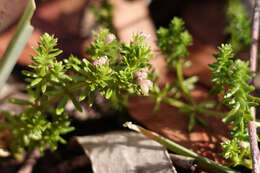 Imagem de Asperula gunnii Hook. fil.