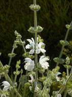 Image of silver sage