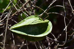 Image of Gonolobus naturalistae