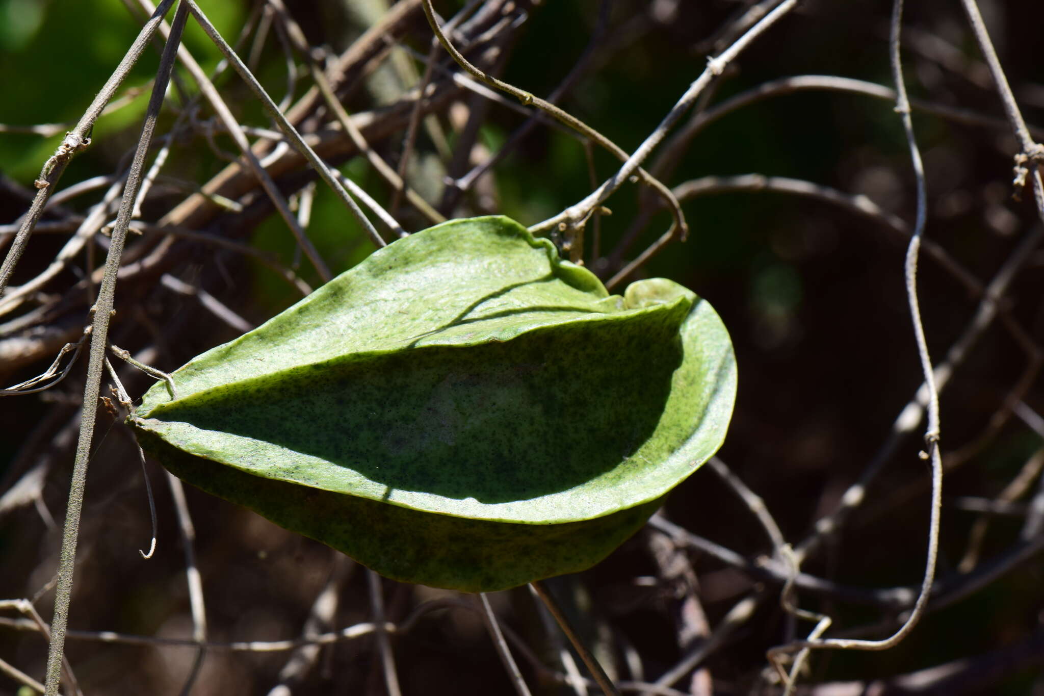 Image de Gonolobus naturalistae