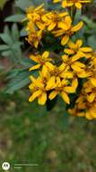 Tagetes nelsonii Greenm. resmi