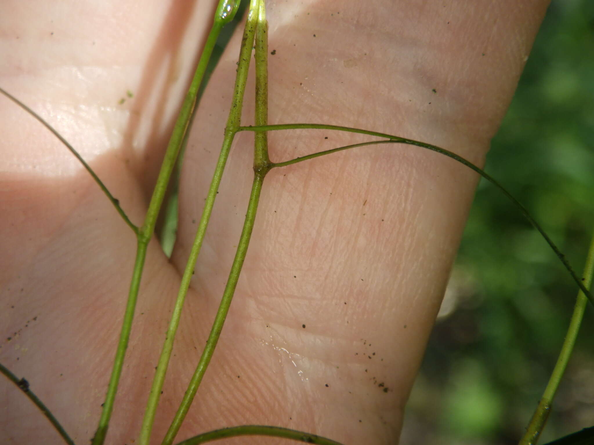 Image of Small Pondweed