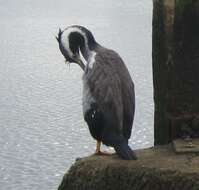 Image of Spotted Shag