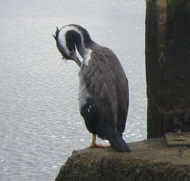 Image of Spotted Shag