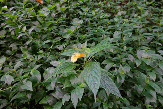 Image of Impatiens tayemonii Hayata