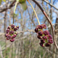 Imagem de Akebia trifoliata (Thunb.) Koidz.