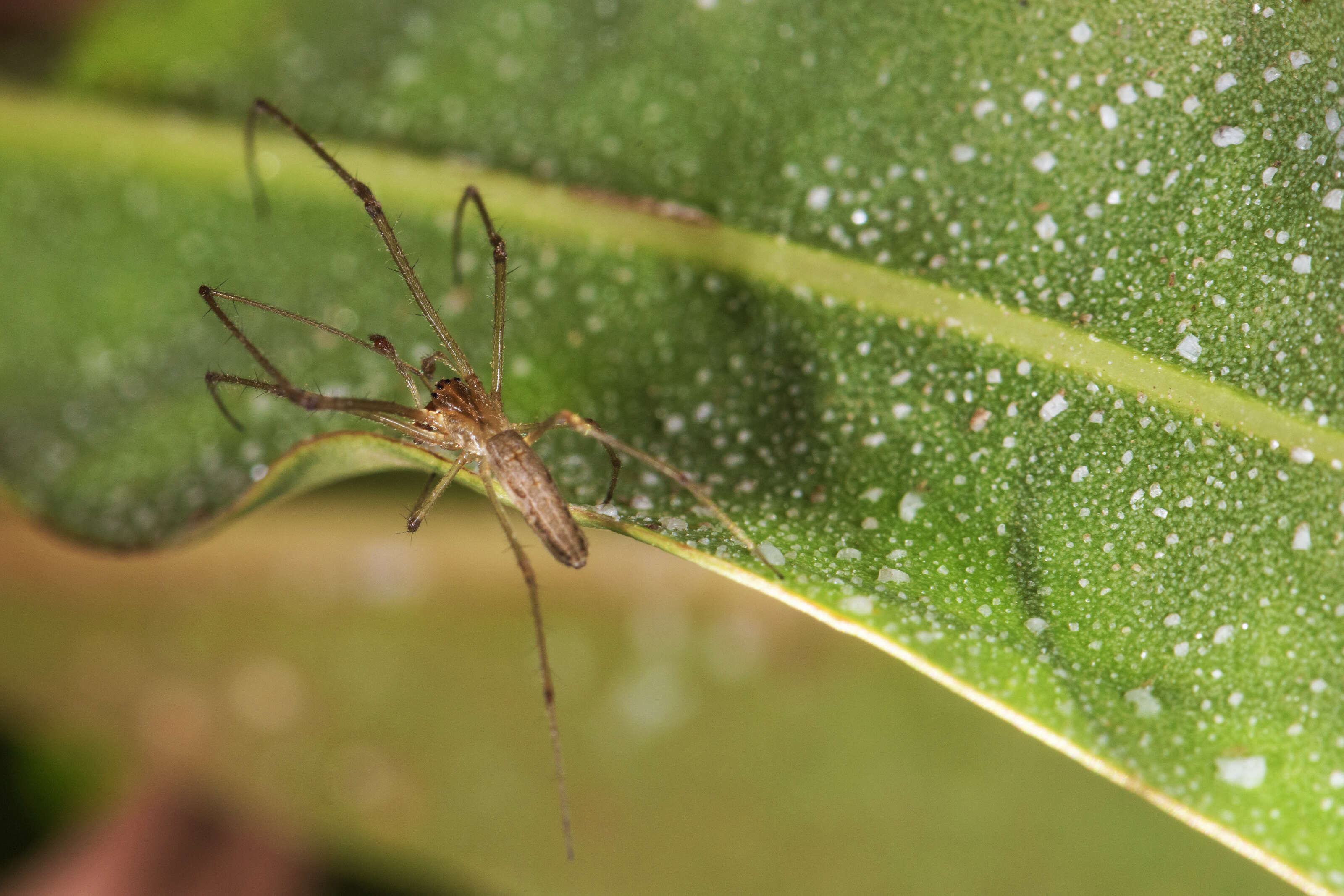 Image of Tetragnatha montana Simon 1874