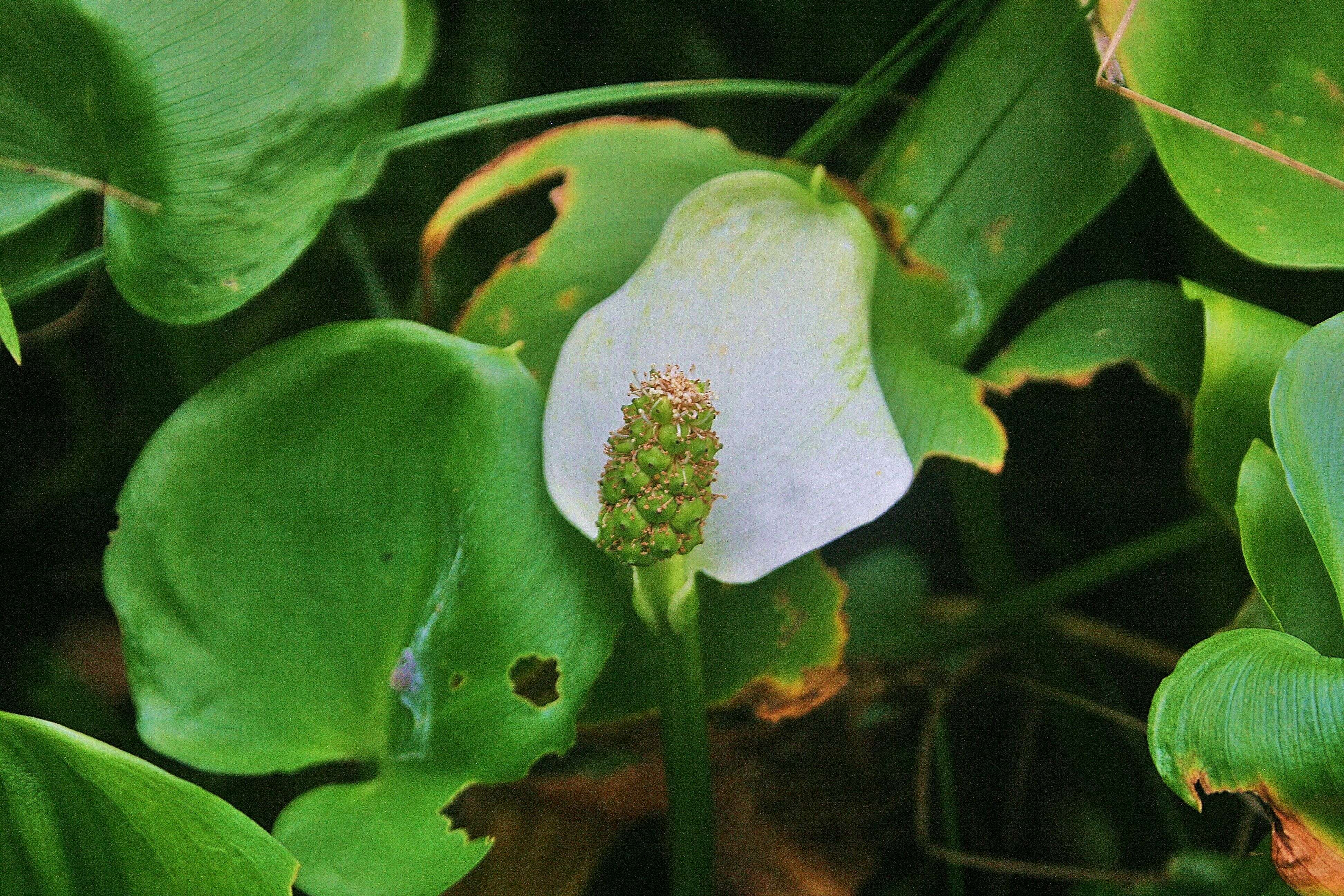 Image of callalily