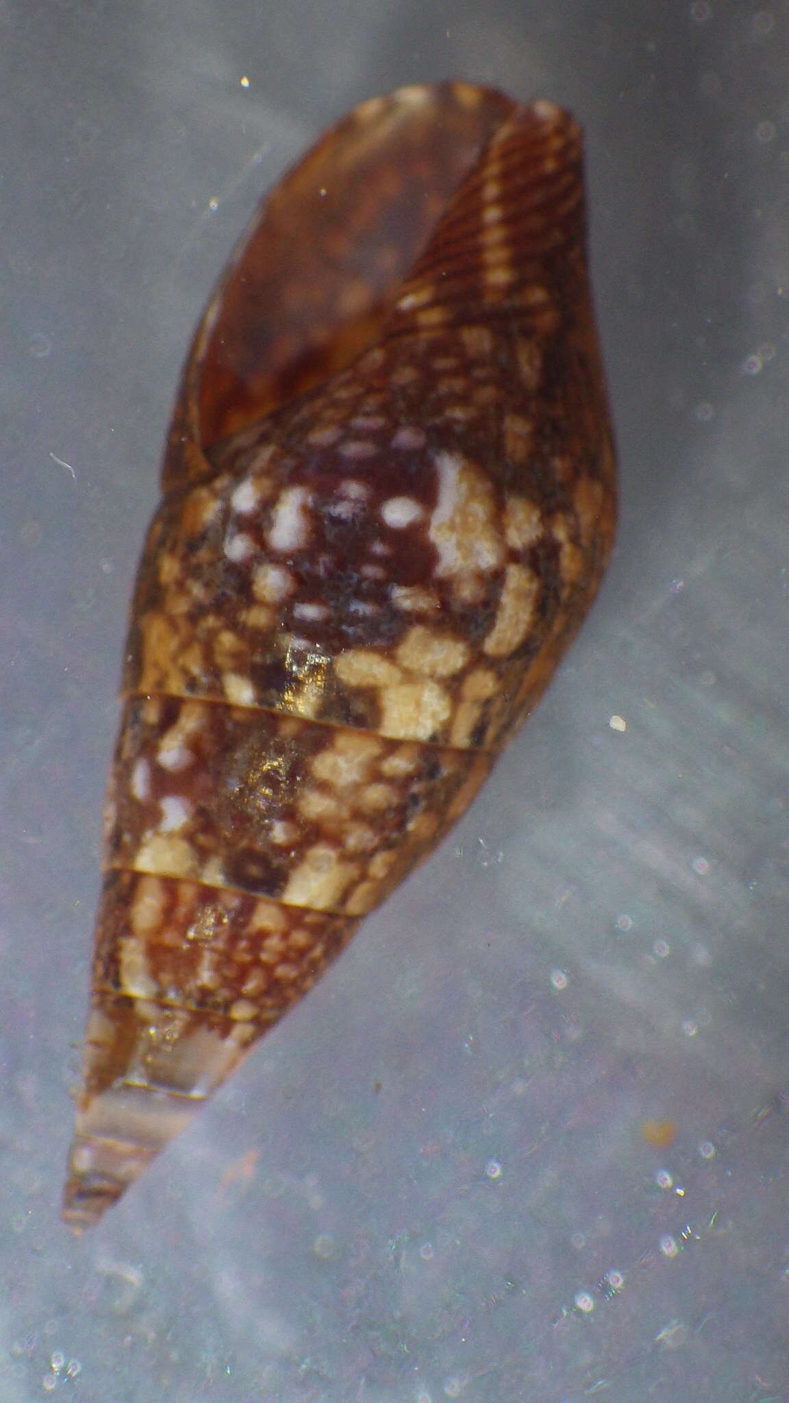 Sivun Mitrella lincolnensis (Reeve 1859) kuva