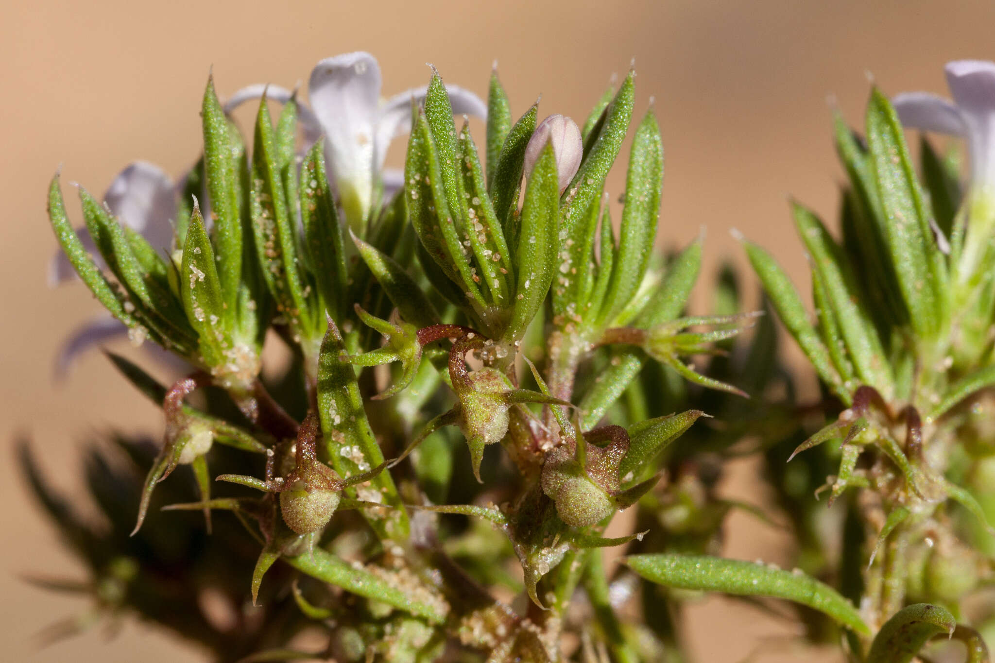 Image of matted bluet