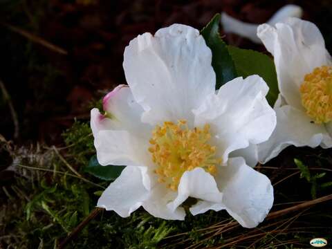 Image of Camellia sasanqua