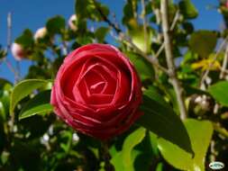 Image of camellia