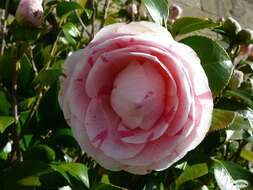 Image of camellia