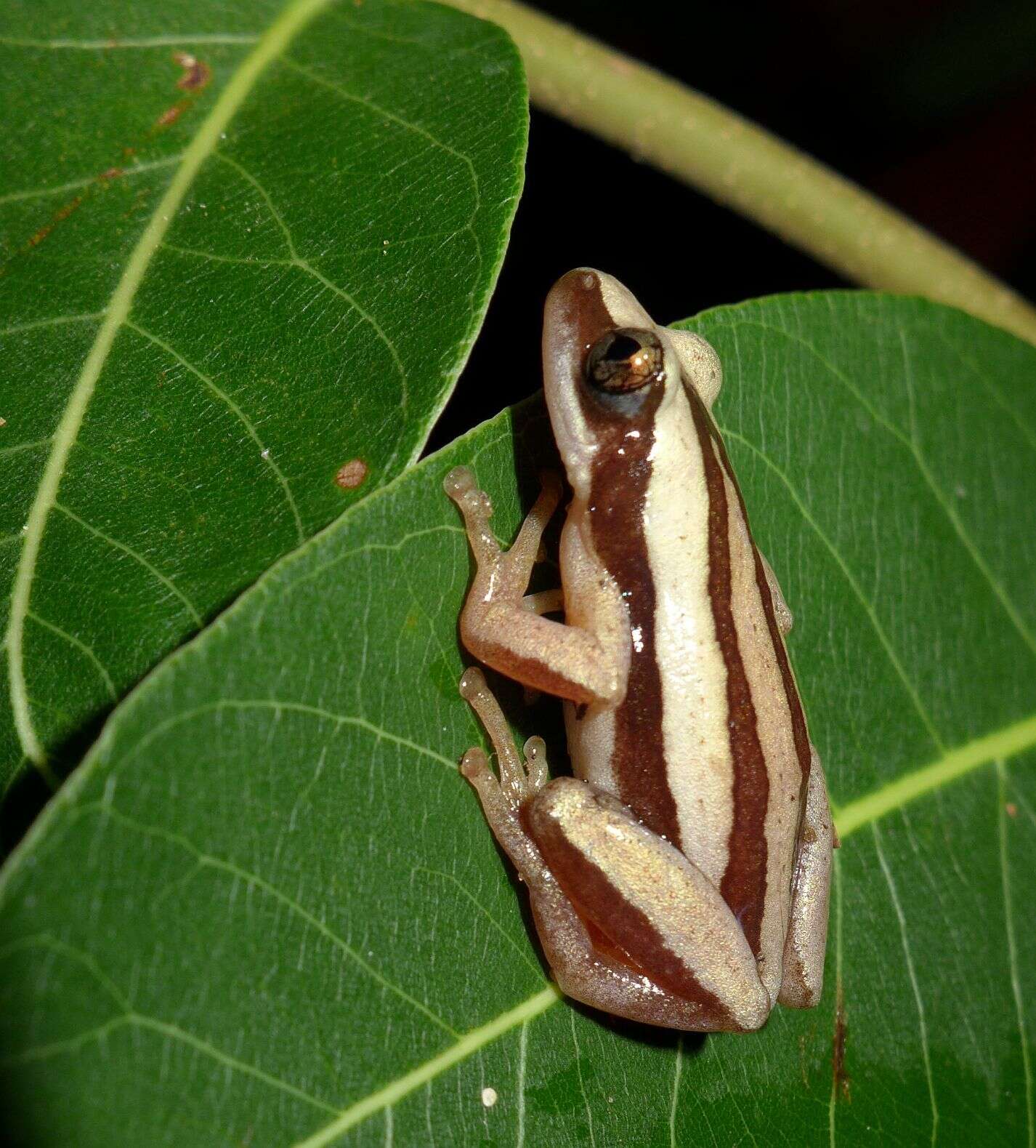 Image of De Witte's spiny reed frog