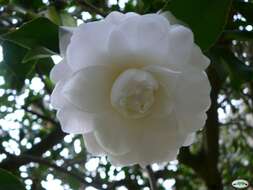 Image of camellia