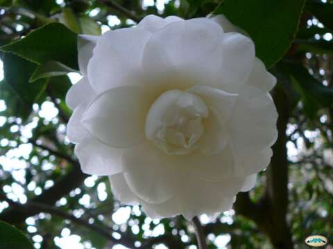 Image of camellia