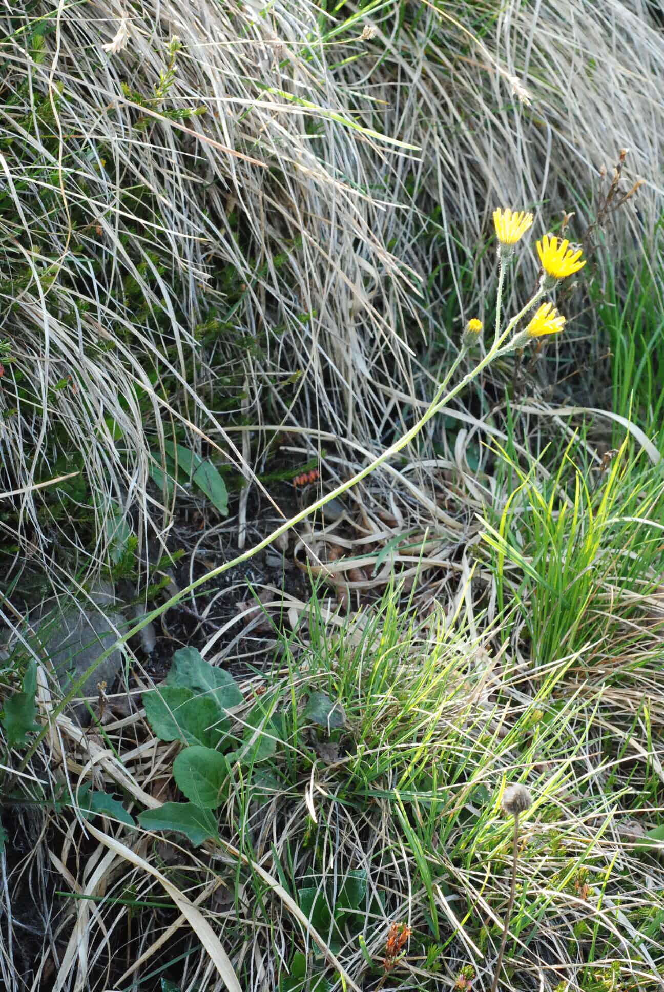 Imagem de Hieracium bifidum Kit.