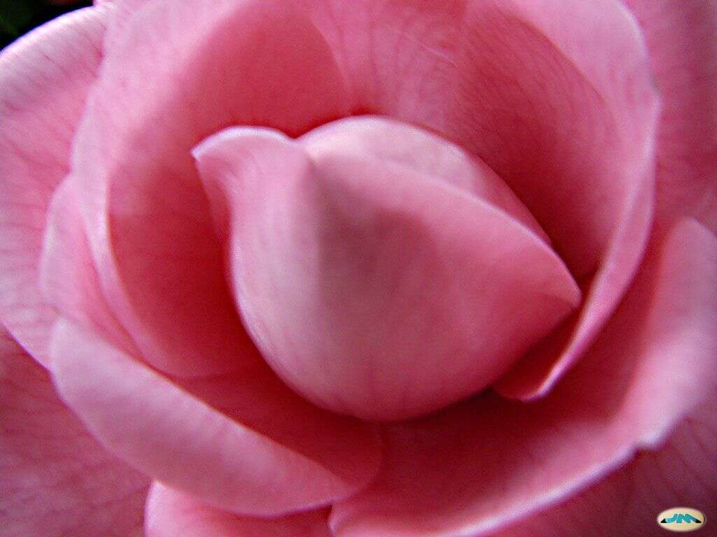 Image of camellia