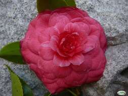 Image of camellia