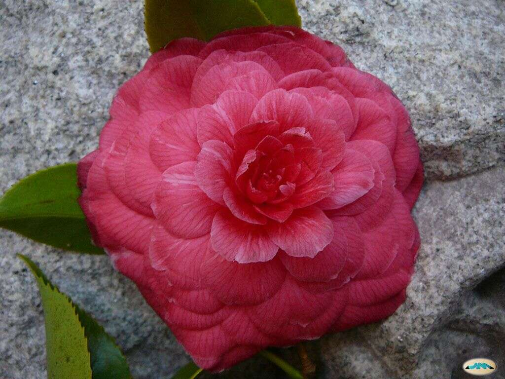 Image of camellia