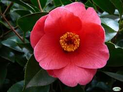 Image of camellia