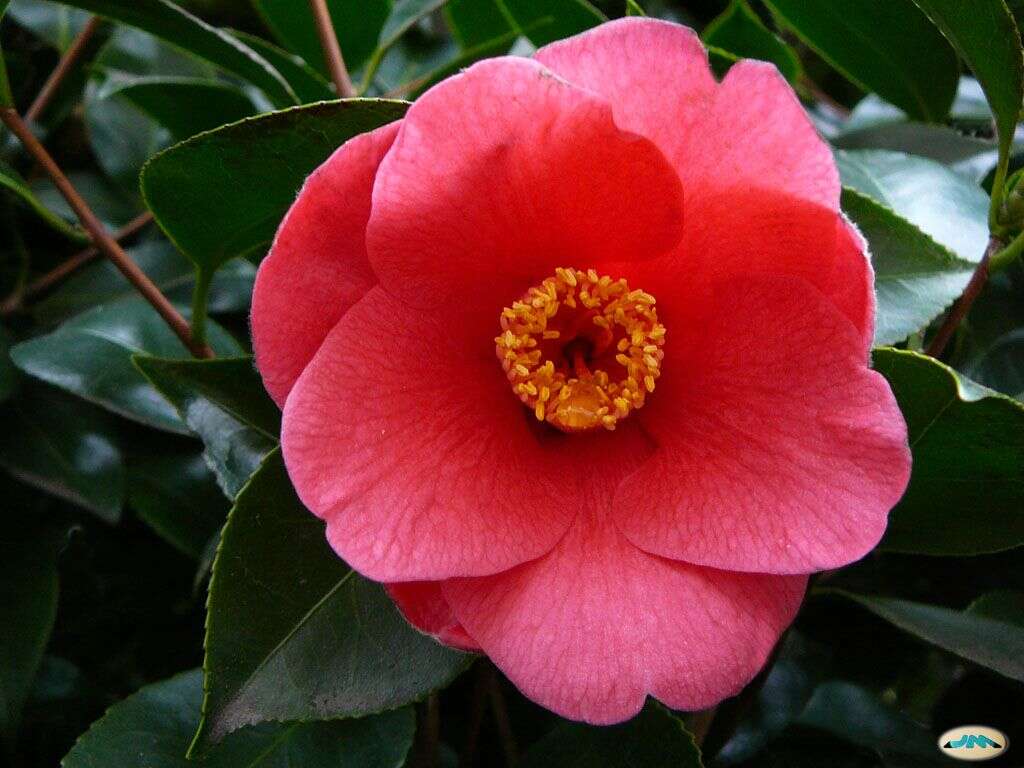 Image of camellia