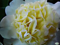 Image of camellia