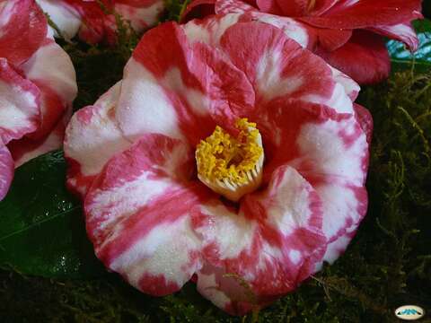 Image of camellia