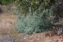 Image of saltcedar