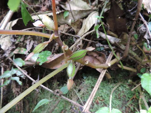 Image of Begonia oxyloba Welw. ex Hook. fil.