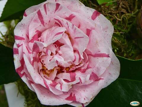 Image of camellia