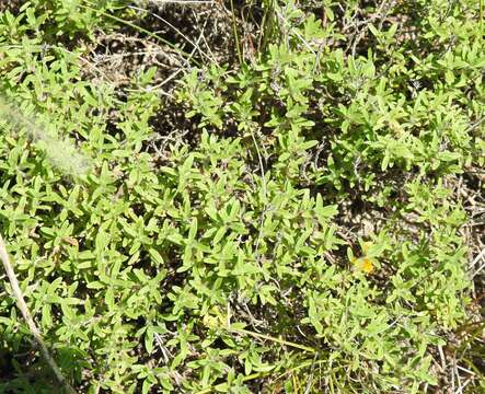 Слика од Thymus calcareus Klokov & Des.-Shost.