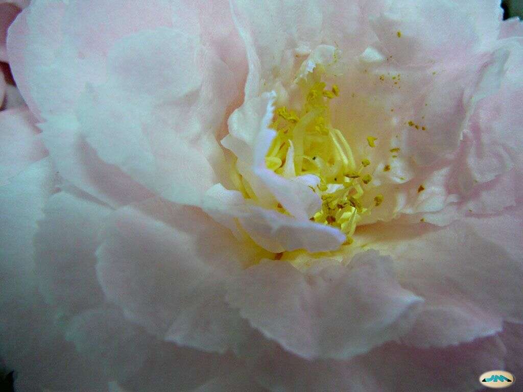 Image of camellia