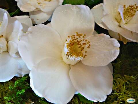 Image of camellia