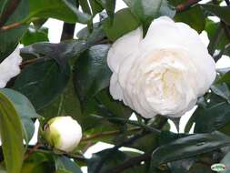 Image of camellia