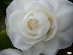 Image of camellia