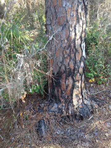 Image of Slash Pine