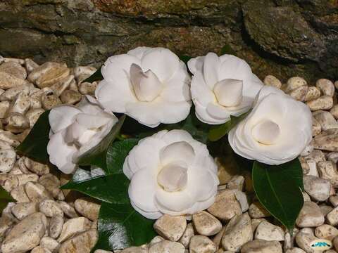 Image of camellia