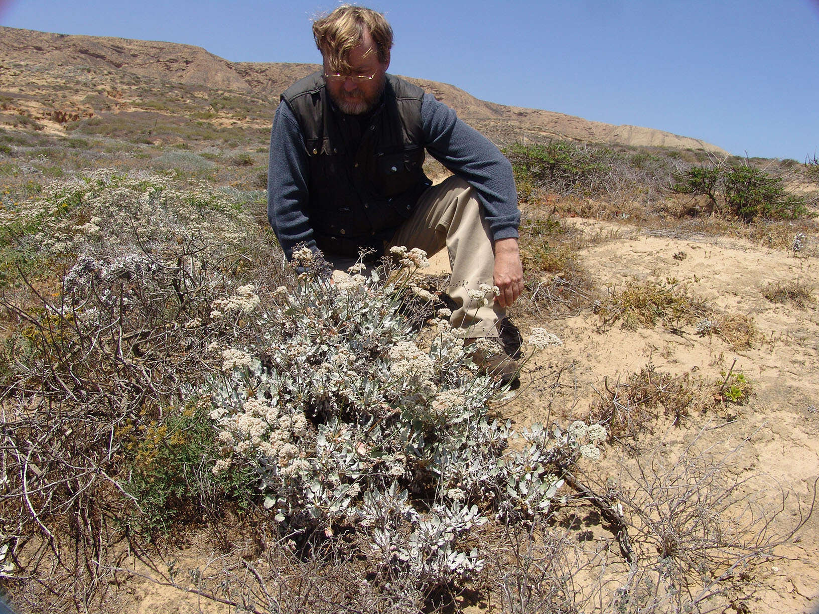 Image of San Nicolas Island buckwheat