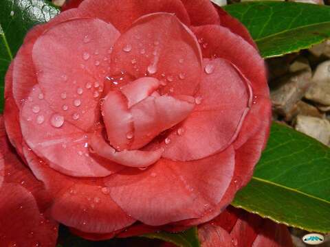 Image of camellia