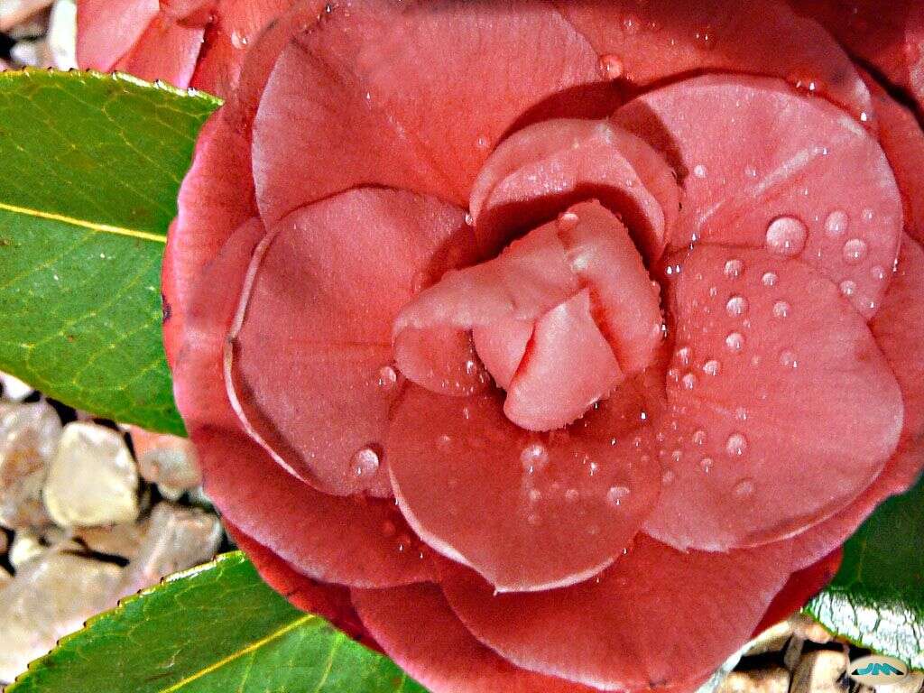 Image of camellia