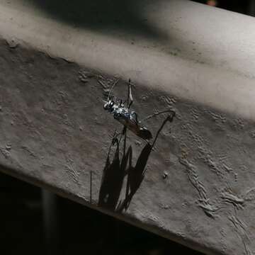 Image of Mud dauber