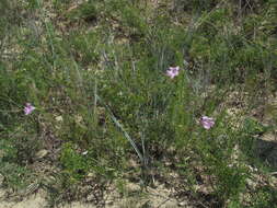 Imagem de Agalinis densiflora Blake